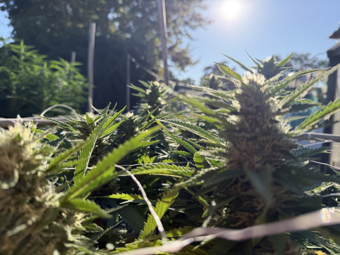 Cannabis buds glowing in the afternoon sun