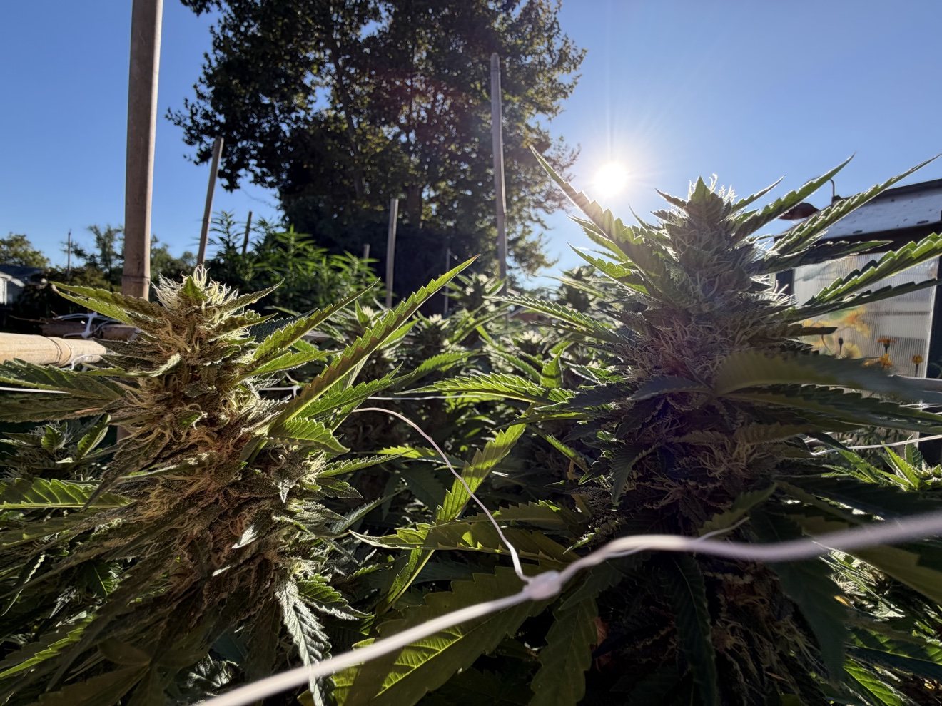 Two tall colas backlit by the sun