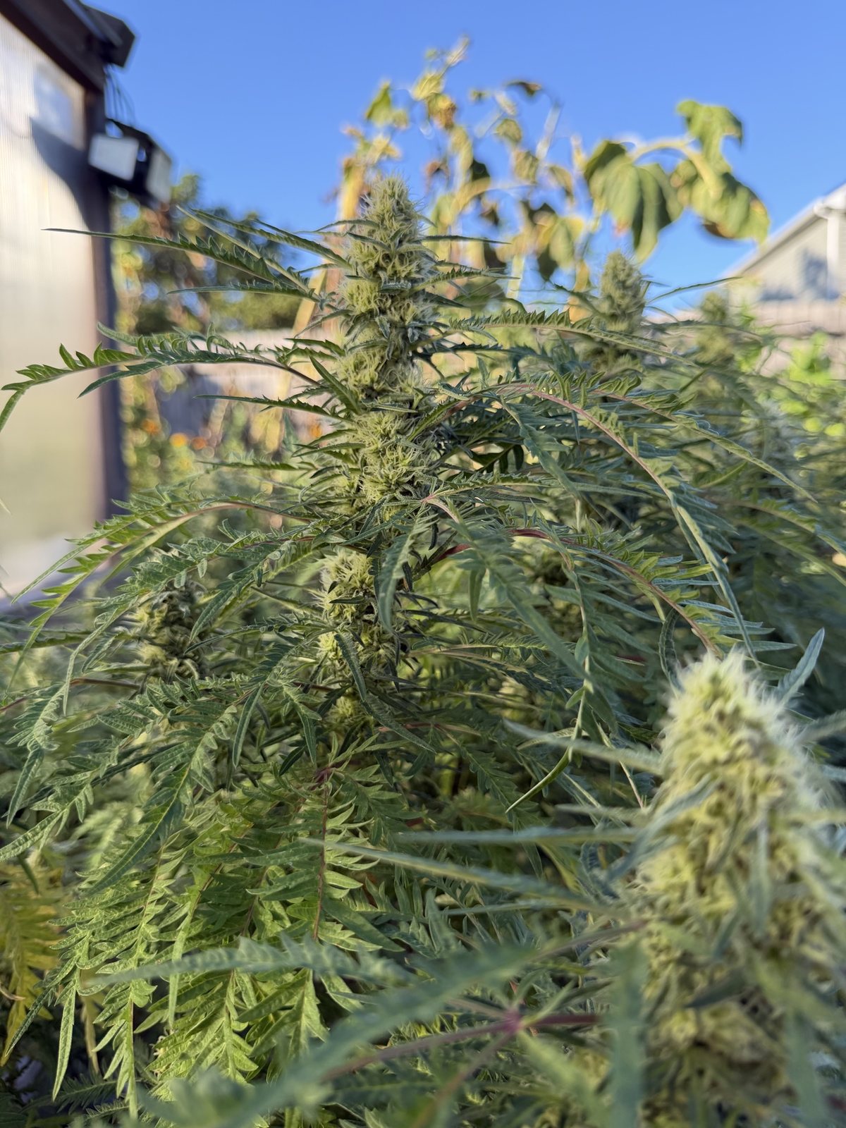 A tall frosty cola reaching for the sky