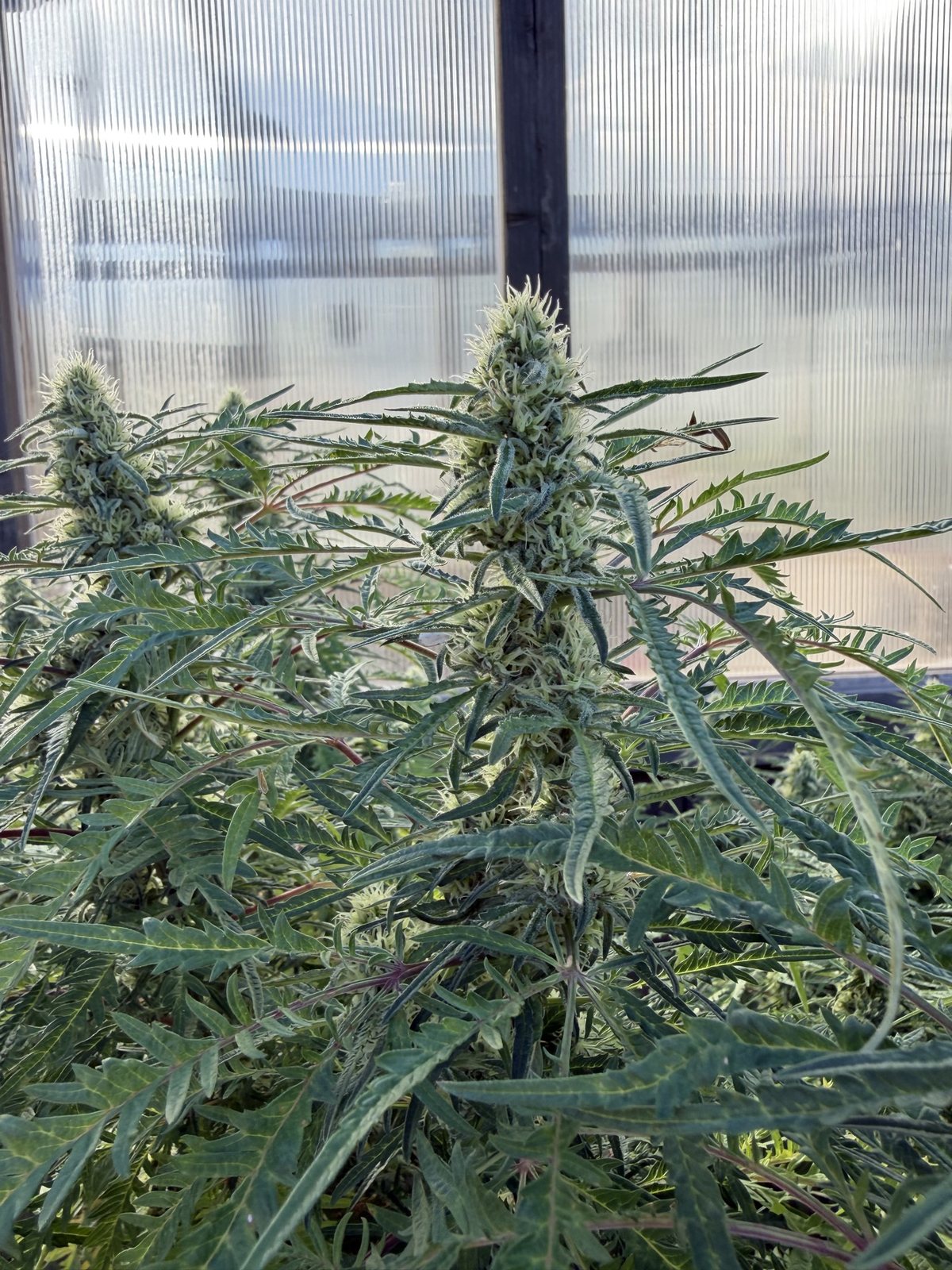 Frosty buds inside the greenhouse