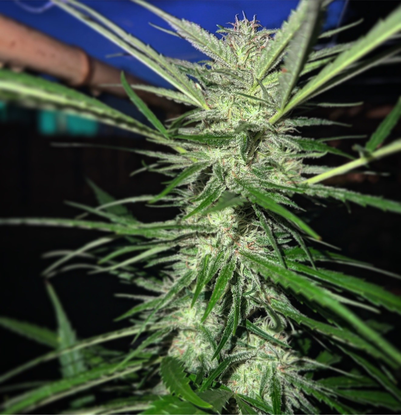 Close view of a frosty cannabis flower at night