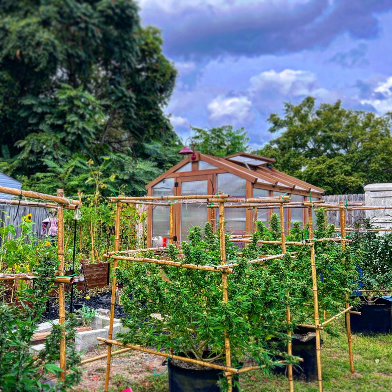 Tall cannabis plants growing outdoors in Marina’s garden