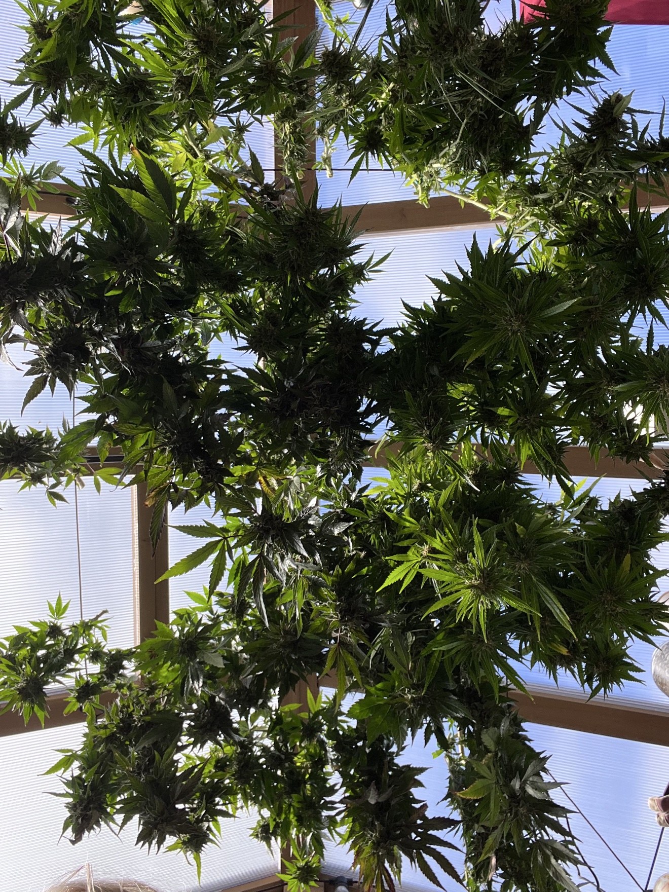 Fresh cannabis branches hanging beneath a greenhouse roof