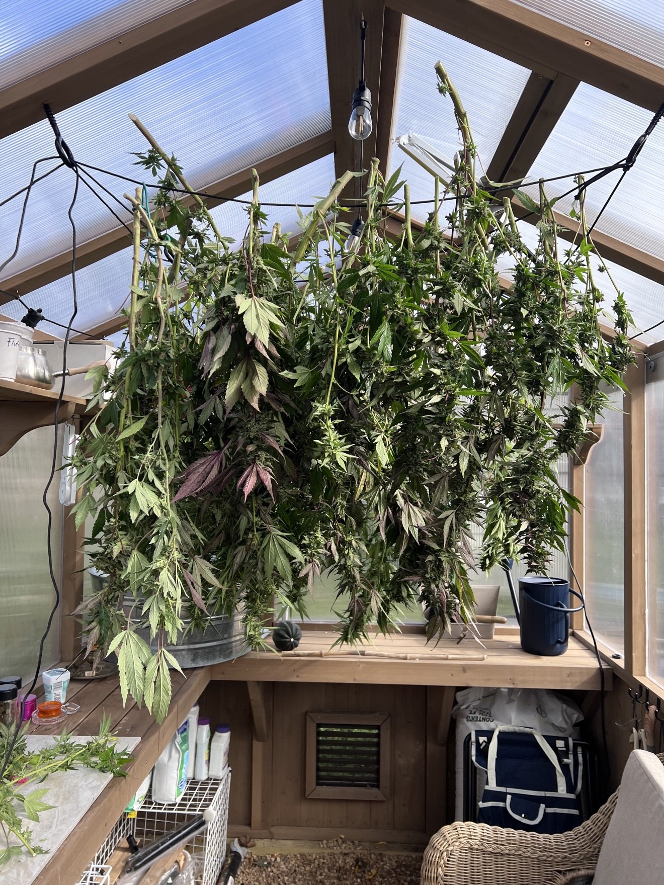Harvested cannabis plants hanging to dry inside Marina’s greenhouse