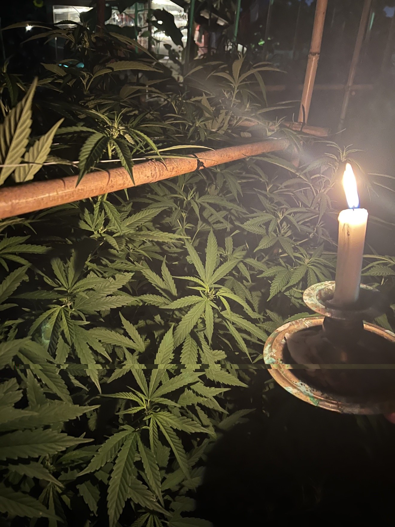 Cannabis leaves and bamboo supports glowing beside a candle at night